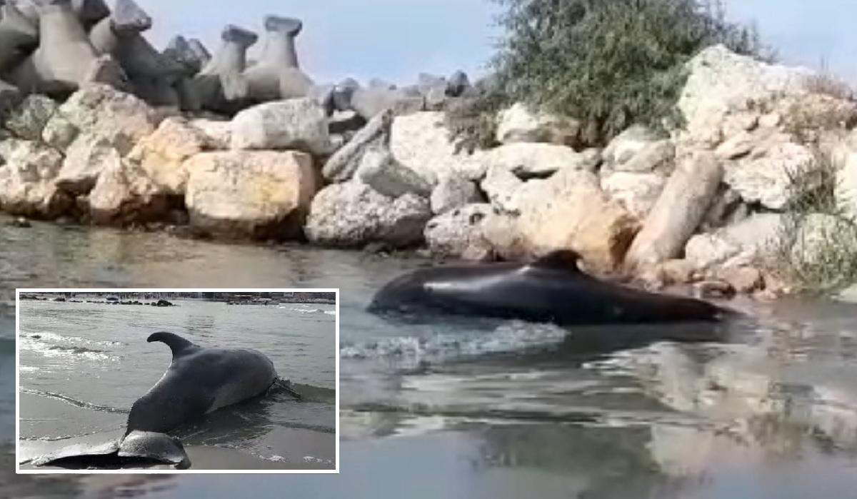 Delfin mort