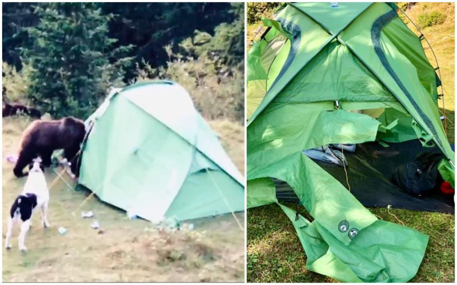 Imagini cu o ursoaică înfometată care intră în cortul unor turiști din Munții Bucegi Imagini cu o ursoaică înfometată care intră în cortul unor turiști din Munții Bucegi