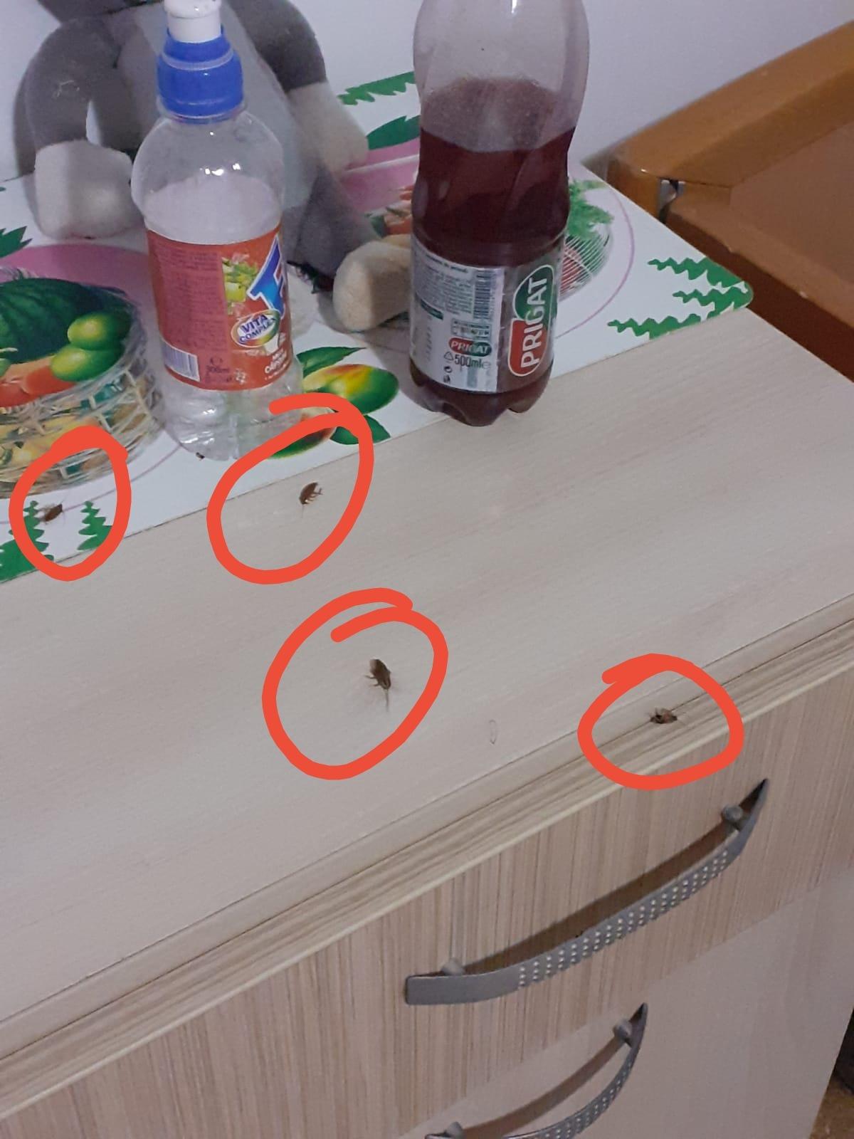Azil de coșmar în Făgăraș: gândaci în paturi, pâine mucegăite și focar de coronavirus
