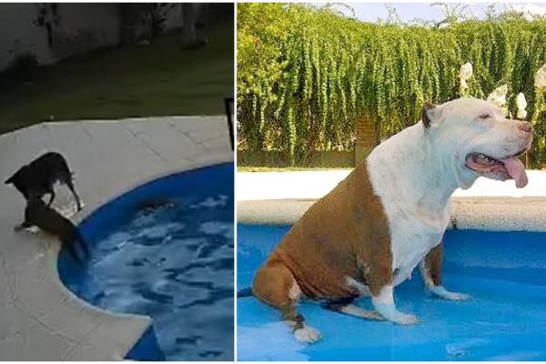 Momentul în care un câine a fost salvat de la înec de către un alt patruped curajos