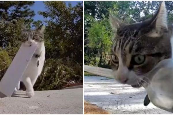 În videoclipurile postate de Monica pe TikTok, pisica este văzută aducând acasă foarfece, brichete și, uneori, obiecte mai mari, cum ar fi chiar becuri