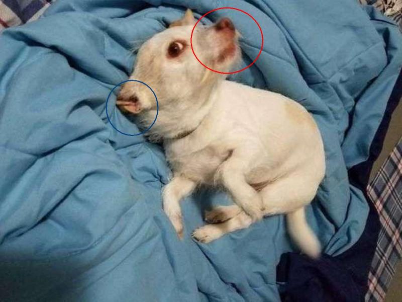 Un cățel drăgălaș se alintă pe o pătură albastră
