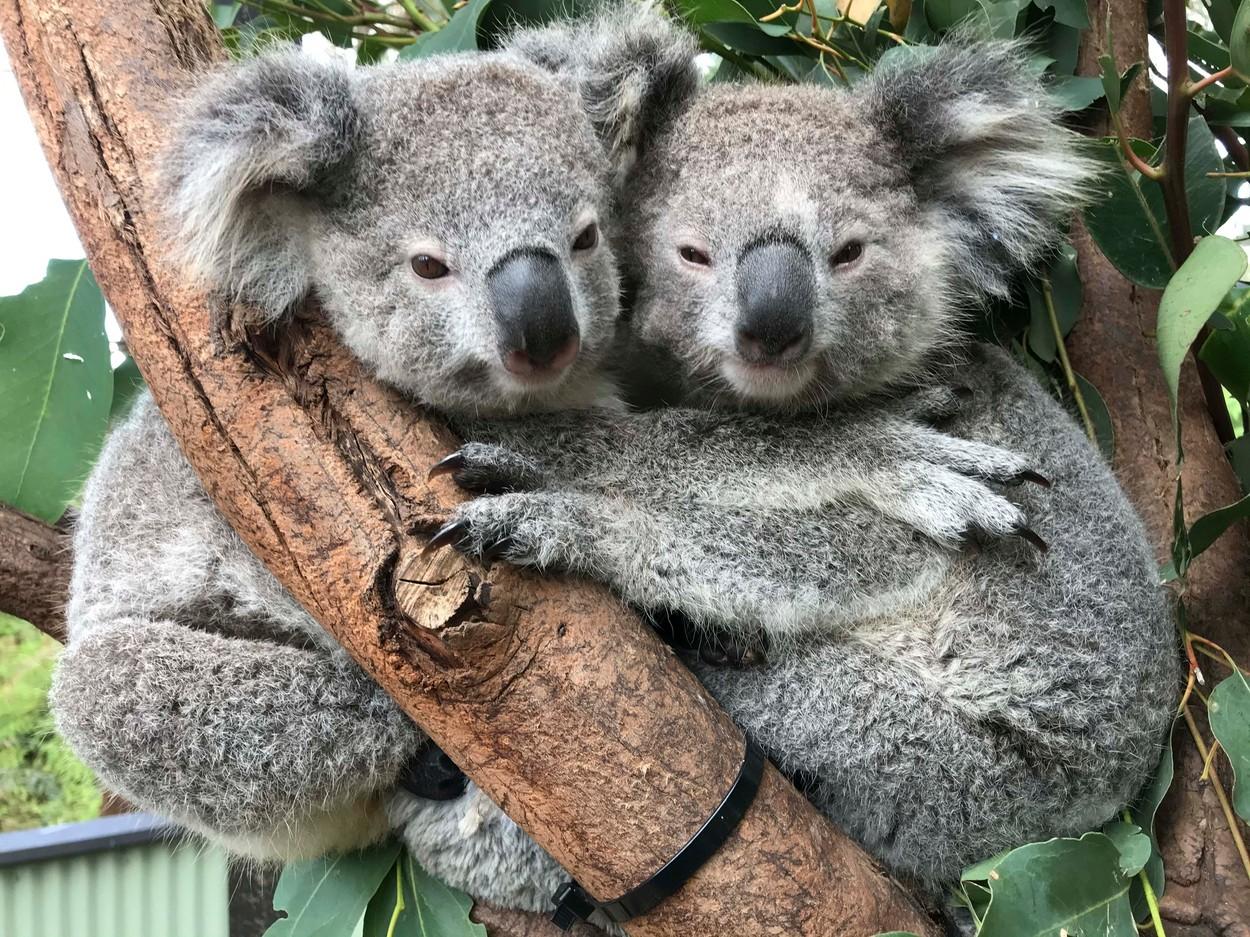 Imagini adorabile cu doi koala care se îmbrățișează