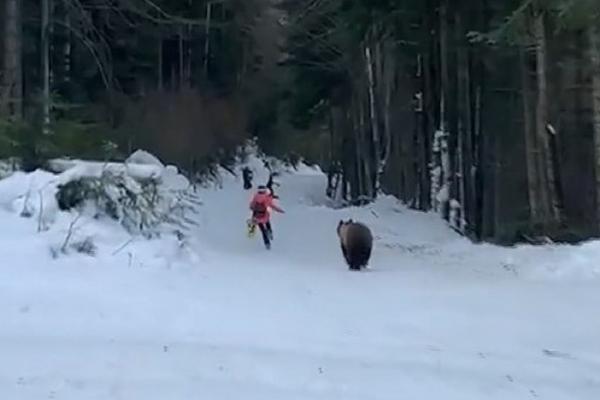 Ursul care a fugărit turiştii pe pârtie la Clăbucet va fi relocat. Jandarmii l-au gonit cu şenilata şi au anunţat administratorul fondului de vânătoare