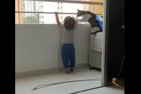 O pisică îndepărtează un bebeluș de lângă balustrada unui balcon