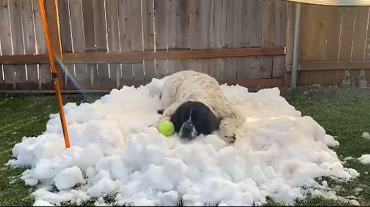 Un câine pe moarte primește acasă zăpadă adusă cu gălețile de la un patinoar, în SUA, înainte să fie eutanasiat