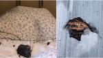 O femeie a scăpat ca prin urechile acului, după ce o bucată de meteorit a trecut prin acoperiş și a aterizat pe perna de lângă ea, în Canada: ''Viața este prețioasă''