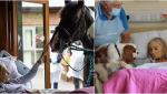 O femeie de 68 de ani, bolnavă în stadiu terminal, şi-a luat rămas-bun de la calul și de la câinii săi iubiți, chiar de pe patul de moarte, în Anglia