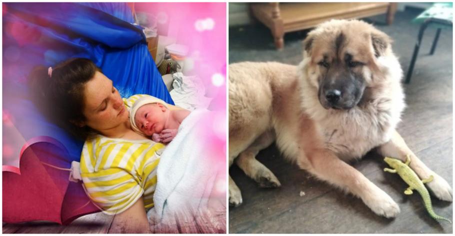 Bebeluşul avea 12 zile în momentul în care a fost atacat de câine Bebeluşul avea 12 zile în momentul în care a fost atacat de câine