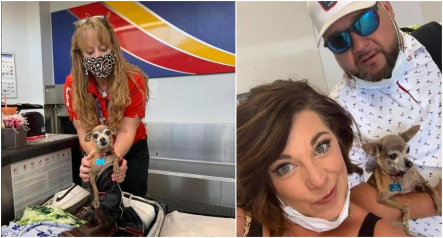 Un cuplu, care urma să zboare către Las Vegas, a fost uimit să-și găsească căţelul Chihuahua ascuns într-o cizmă Un cuplu, care urma să zboare către Las Vegas, a fost uimit să-și găsească căţelul Chihuahua ascuns într-o cizmă