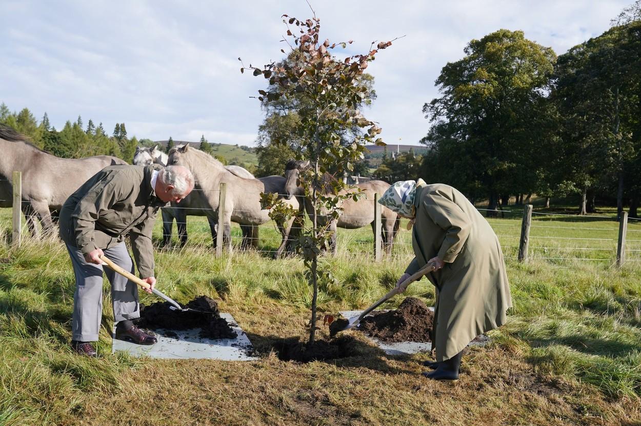 Regina Elisabeta şi Prinţul Charles la plantarea copacului