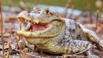 Pescar mort, găsit devorat de un crocodil, după ce piraţii l-au "aruncat peste bord" în timpul unei deturnări, în Brazilia