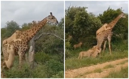 Mai mulţi lei înfometaţi se năpustesc asupra prăzii, o girafă aparent lipsită de apărare