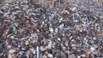 Munţi de creaturi marine, vii şi moarte, se înalţă pe plajele din nordul Marii Britanii. Localnicii nu au mai văzut niciodată aşa ceva