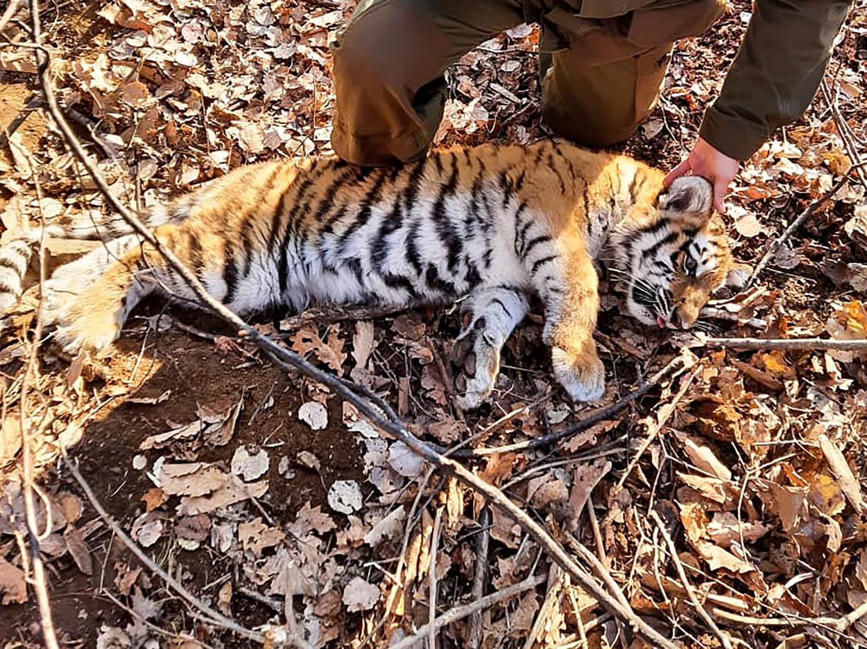 Imagini rare de la salvarea unui pui de tigru. Tigroaica așteaptă ca puiul să fie eliberat din capcană, fără să-i atace pe salvatori, în Rusia