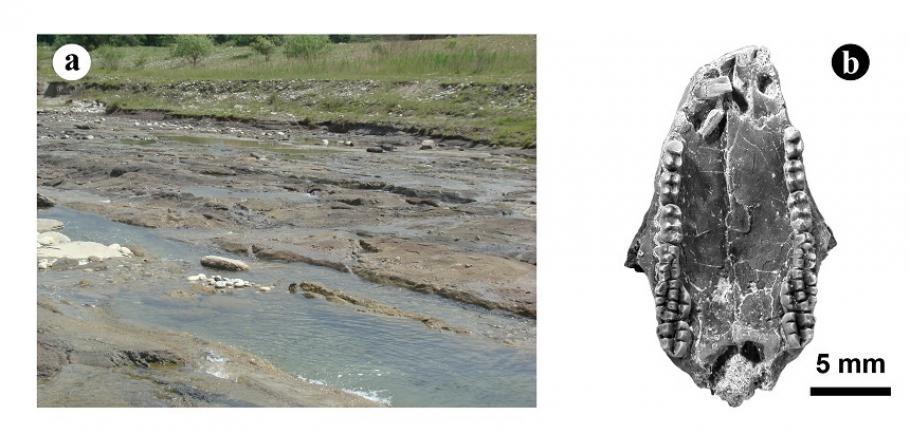 Un nou mamifer mezozoic, care a trăit în urmă cu aproximativ 70 de milioane de ani, a fost descoperit în Haţeg Un nou mamifer mezozoic, care a trăit în urmă cu aproximativ 70 de milioane de ani, a fost descoperit în Haţeg