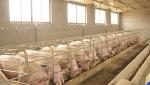 Sute de porci perfect sănătoși au fost ucişi şi aruncaţi la gunoi din cauza lipsei de muncitori din abatoare, în UK. Fermierii sunt devastaţi: ''Bărbaţi în toată firea în lacrimi''