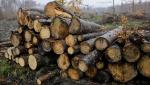 Lovituri de bâtă şi focuri de avertizare, după ce un pădurar ar fi fost prins la furat de lemne, în Olt. Cei implicaţi aruncă vina dintr-o parte în alta