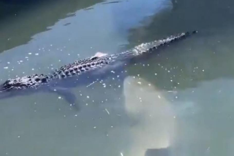 Scene de luptă între un rechin şi un aligator, în apele din Carolina de Sud, Statele Unite Scene de luptă între un rechin şi un aligator, în apele din Carolina de Sud, Statele Unite