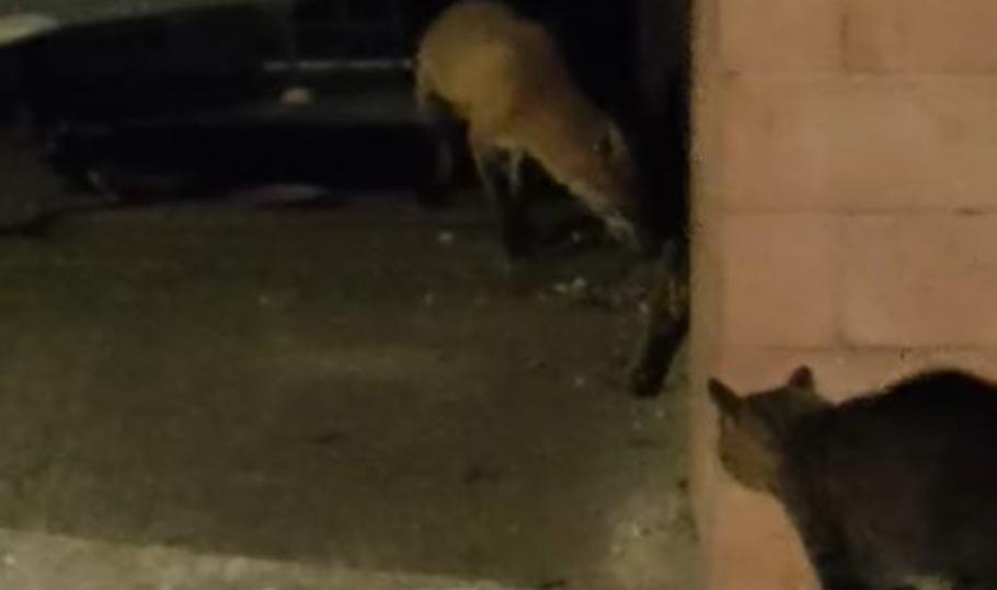 Întâlnire noctură pe străzile din Braşov, între o vulpe şi o pisică Întâlnire noctură pe străzile din Braşov, între o vulpe şi o pisică