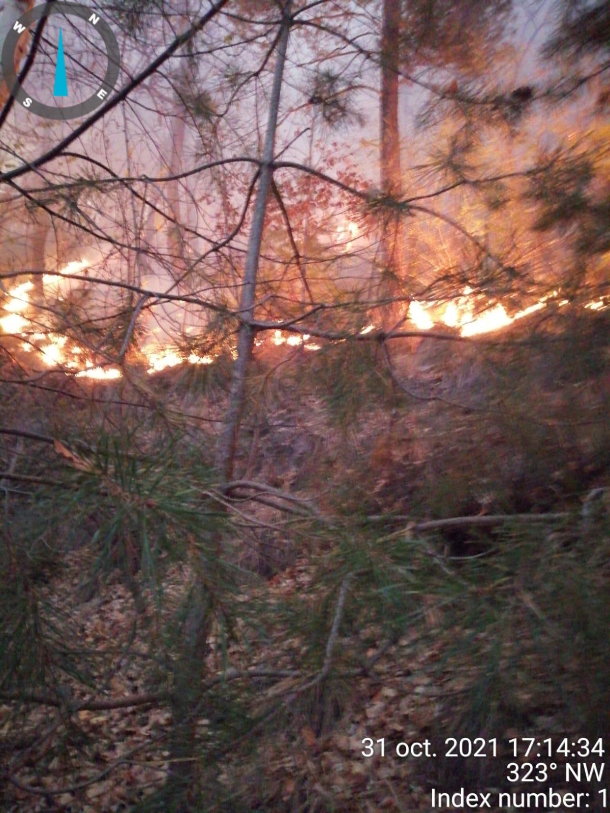 Incendiu într-o pădure din Bacău
