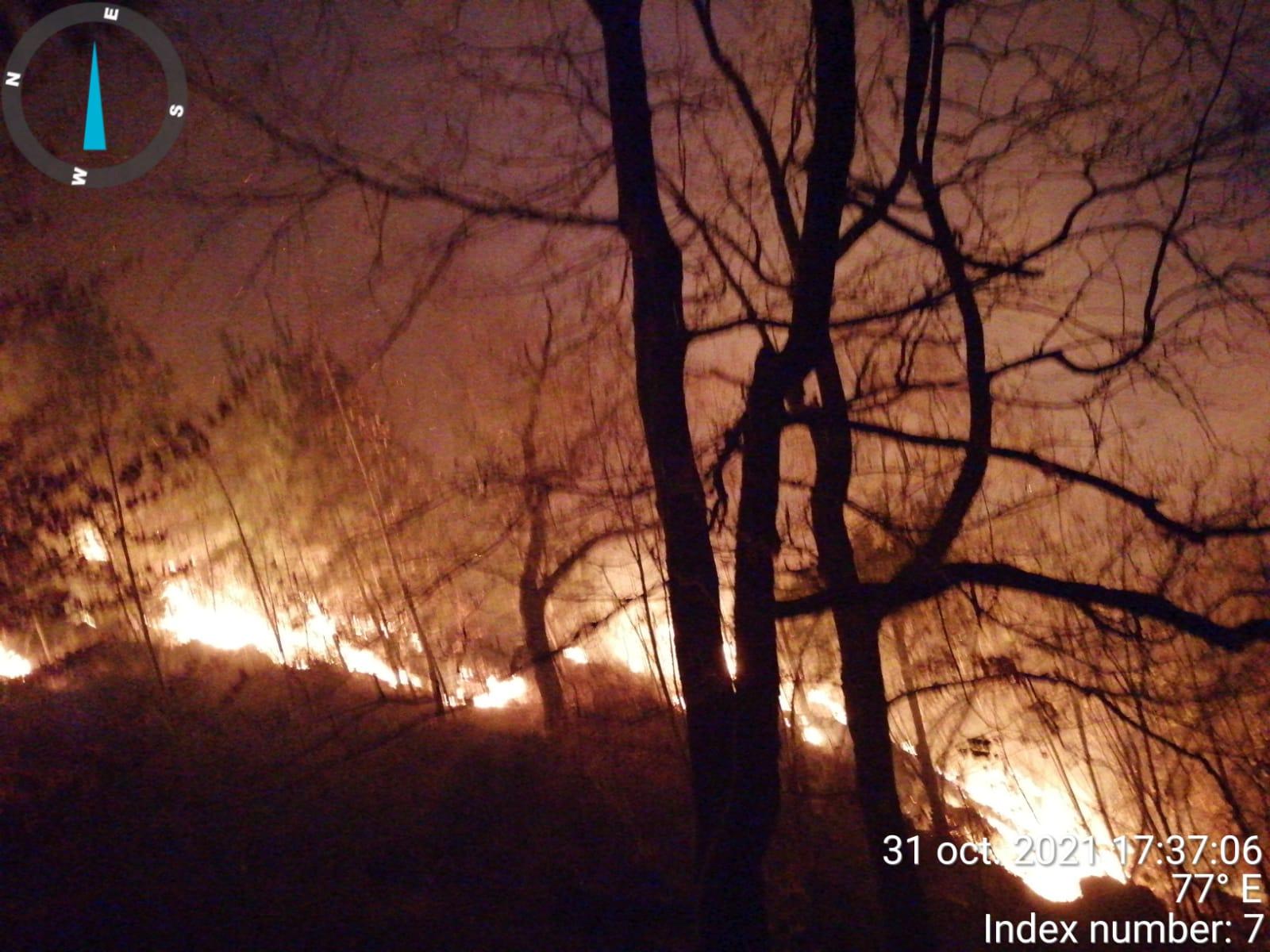 Incendiu într-o pădure din Bacău