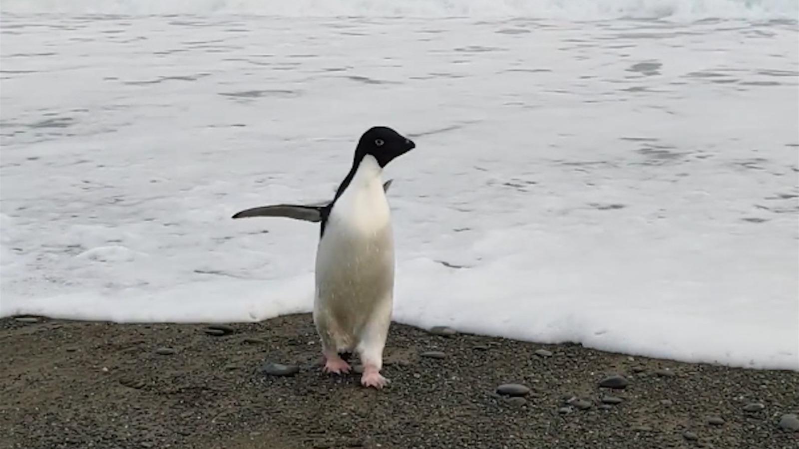 Un pinguin a apărut pe coasta Noii Zeelande, la 3.000km depărtare de habitatul său natural. Un localnic a crezut că e o jucărie