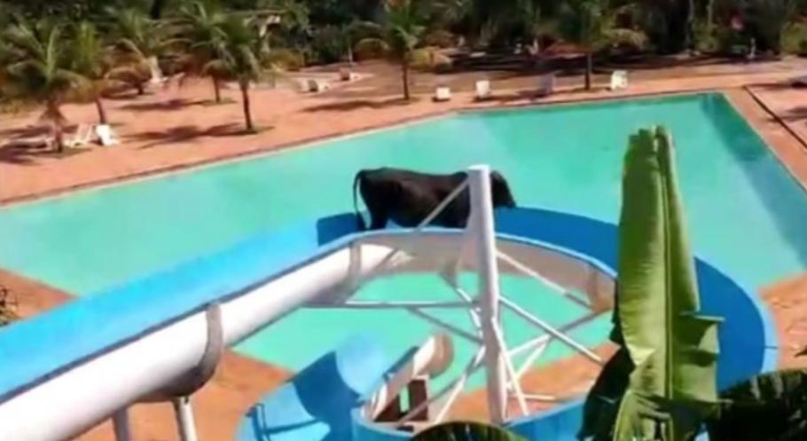 O vacă a scăpat din ferma unde urma să fie sacrificată, dar a rămas blocată pe un tobogan cu apă, în Brazilia O vacă a scăpat din ferma unde urma să fie sacrificată, dar a rămas blocată pe un tobogan cu apă, în Brazilia