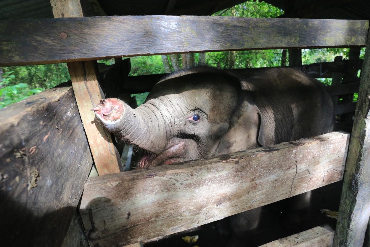 Un elefănțel care și-a pierdut jumătate de trompă, prins într-o capcană, a murit din cauza rănilor, în Indonezia