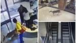 O căprioară rănită dă buzna într-un spital din Louisiana și gonește pe scările rulante. Animalul a fost eutanasiat - VIDEO