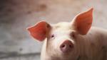 ANSVSA anunță "controale șoc" la vânzătorii de carne de porc, în preajma Crăciunului. Se pregătește și testarea porcilor din gospodării, înaintea consumului
