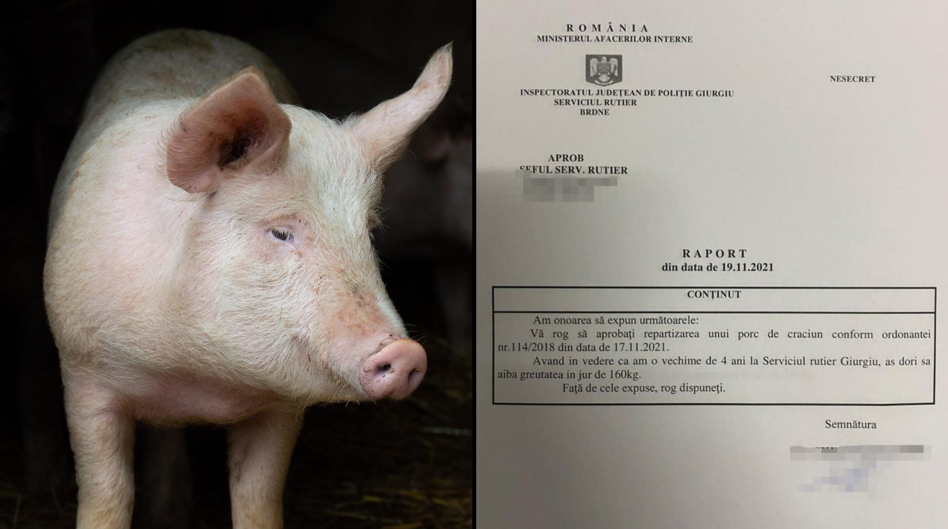 raport pentru repartizarea unui porc