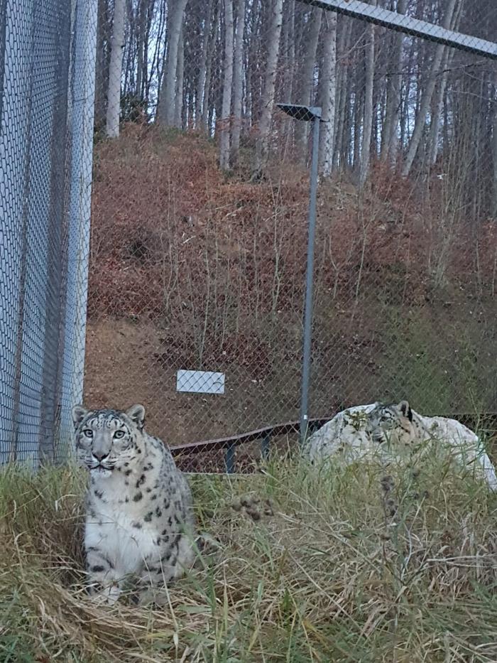 Doi leoparzi ai zăpezilor, o nouă atracţie turistică la Grădina Zoologică din Braşov
