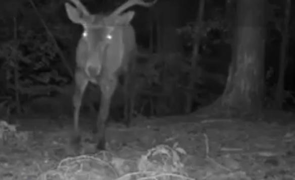 "Parada" de la miezul nopţii. Camerele din Parcul Natural Putna au surprins "defilarea" animalelor: râşii, urşii sau cerbii, printre "vedete"