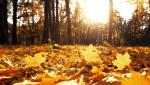 Vremea 29 noiembrie. Temperaturile rămân peste nivelul perioadei, însă sunt şanse de ploaie în cea mai mare parte a ţării