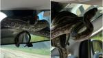 Descoperire înspăimântătoare: O familie a dat peste un piton care se înfășurase în jurul oglinzii retrovizoare, în Australia