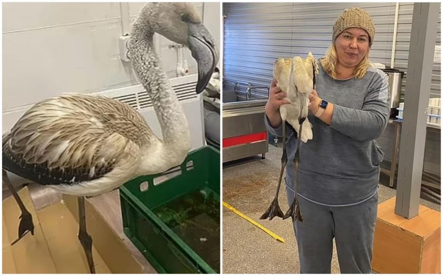 Două păsări flamingo s-au rătăcit 7.000 de kilometri, până în Siberia înghețată, unde au fost găsite înfometate și tremurând de frig Două păsări flamingo s-au rătăcit 7.000 de kilometri, până în Siberia înghețată, unde au fost găsite înfometate și tremurând de frig