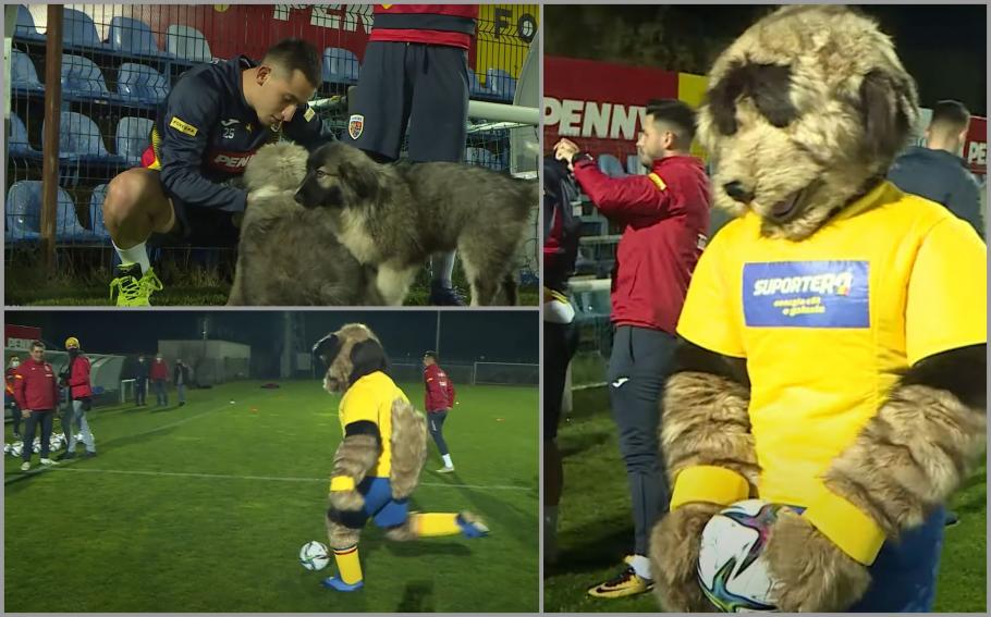 Ciobănescul carpatin, mascota echipei naţionale de fotbal a României - VIDEO Ciobănescul carpatin, mascota echipei naţionale de fotbal a României - VIDEO