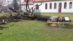 Stejarul lui Arsenie Boca s-a prăbuşit din senin, în Postul Crăciunului. Copacul avea un secol de viaţă