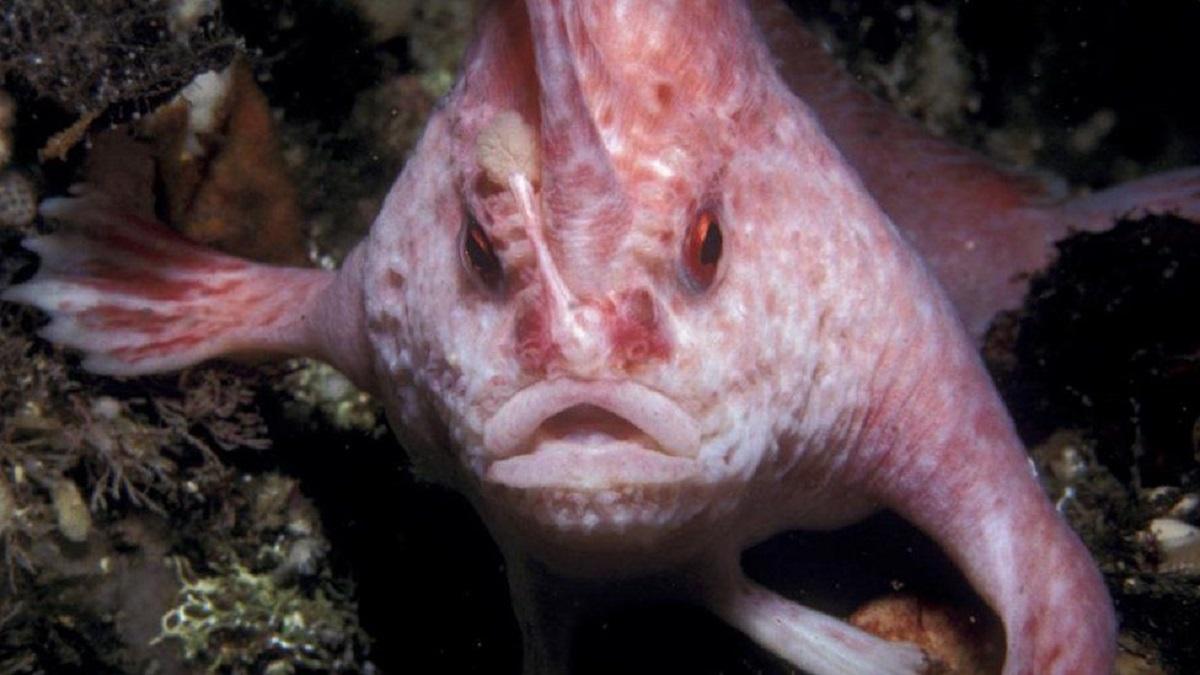 O specie rară de peşte a fost văzută pentru prima dată după 22 de ani O specie rară de peşte a fost văzută pentru prima dată după 22 de ani