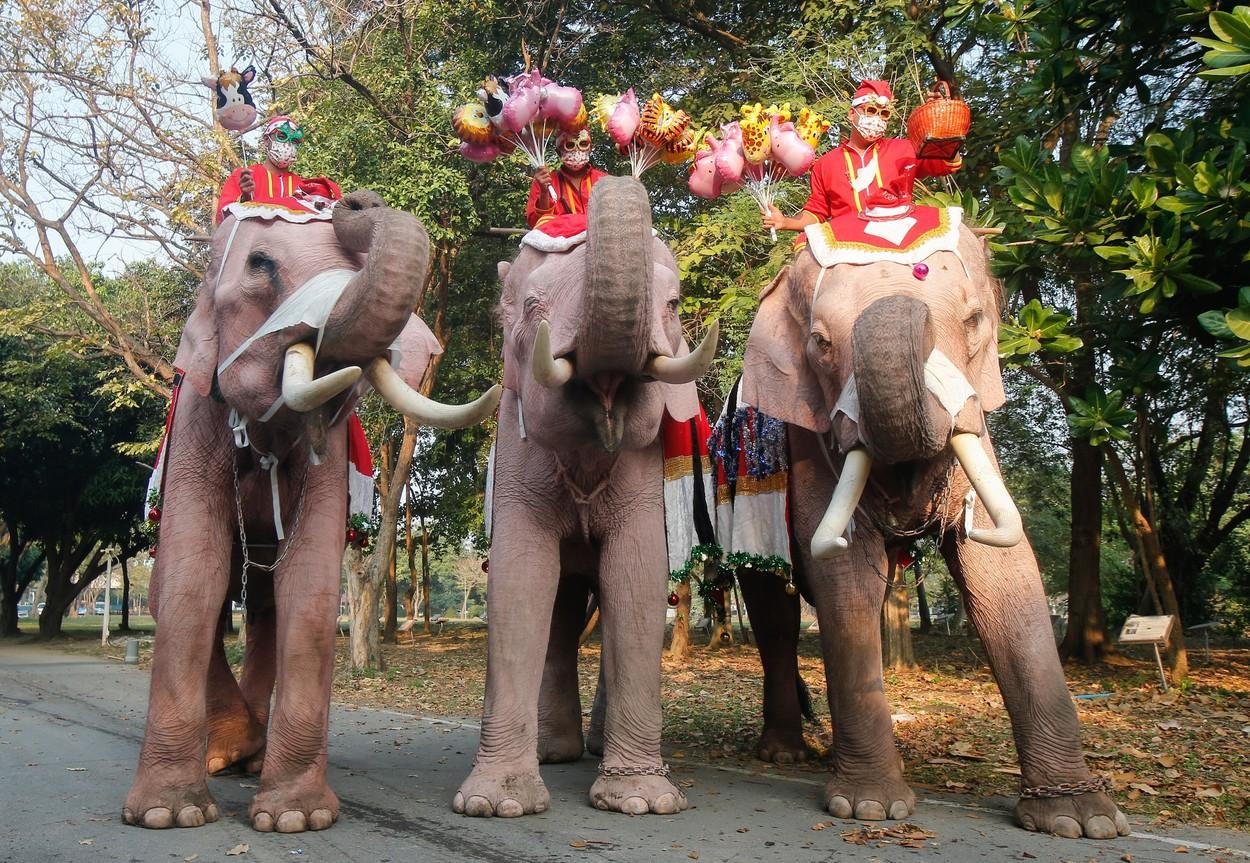 Petrecere cu elefanţi la o şcoală din Thailanda