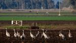 Focar uriaş de gripă aviară în Israel, "cel mai grav" din istoria ţării. Jumătate de milion de pui, sacrificaţi