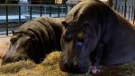 Imani și Hermien, doi hipopotami de la o grădină zoologică din Belgia, sunt bolnavi de COVID. "E prima dată la această specie"