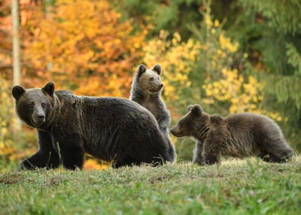 Doi turişti ucraineni au fost atacaţi de o ursoaică în apropiere de Castelul Peleş din Sinaia. Animalul a fost identificat