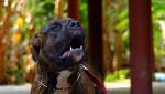 Femeie atacată de un pitbull în apartament, la Galați. Câinele extrem de agresiv a fost scos pe geam de jandarmi