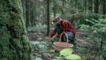 Culegătorii de ciuperci din România pun pe jar autorităţile franceze. Hectare întregi de pădure au fost distruse