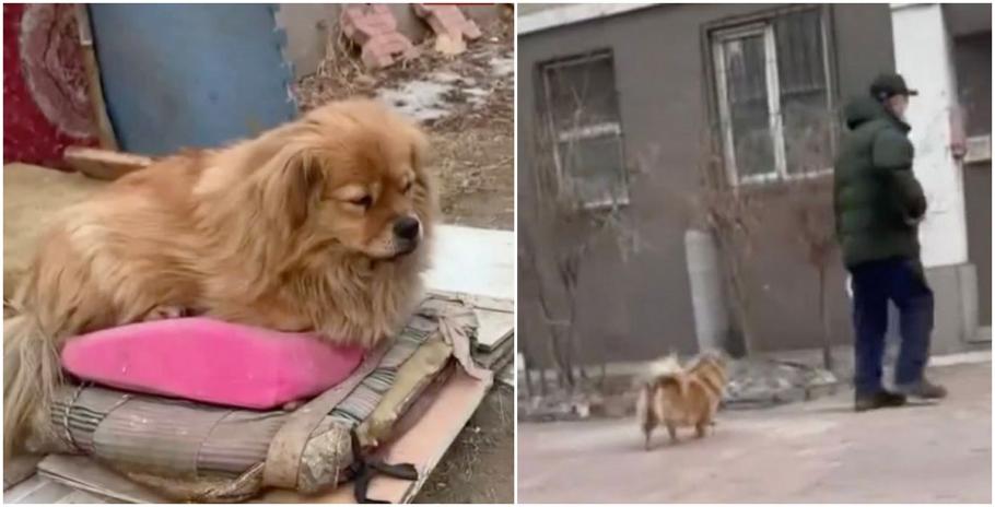 Da Huang îşi aşteaptă stăpânul, deşi omul a murit în urmă cu cinci ani Patrupedul nu acceptă să fie adoptat