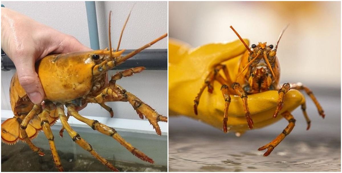 Creatura marină s-a născut cu o afecțiune care are ca rezultat o colorare palidă sau neuniformă a suprafeţei corpului Descoperirea este de unu la 30 de milioane de exemplare
