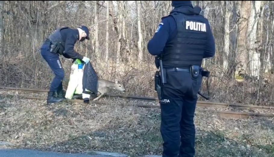 Viorel Teacă, ”polițistul cool” de la Sibiu, a salvat o căprioară rănită pe șinele de tramvai Viorel Teacă, ”polițistul cool” de la Sibiu, a salvat o căprioară rănită pe șinele de tramvai
