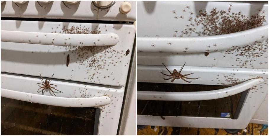 Păianjenii vânători nu sunt la fel de amenințători pe cât sugerează aspectul lor. Sute de pui de păianjen în bucătăria unei familii